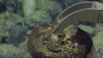 Media type: image;   Invertebrate Zoology 153105 Description: live specimen;